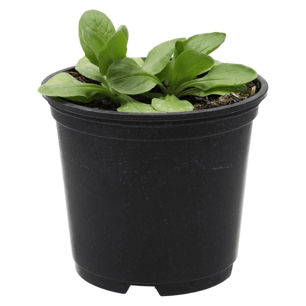 Lamb's Lettuce, Valerianella locusta