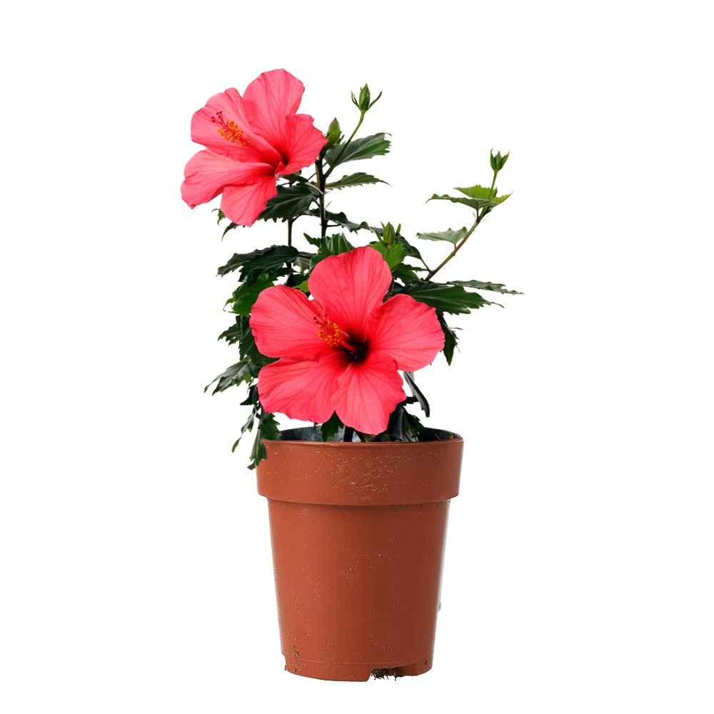 Hibiscus, Hibiscus rosa-sinensis