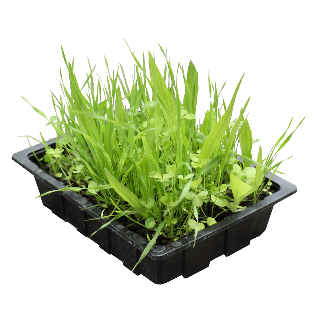 Living Salad Mix