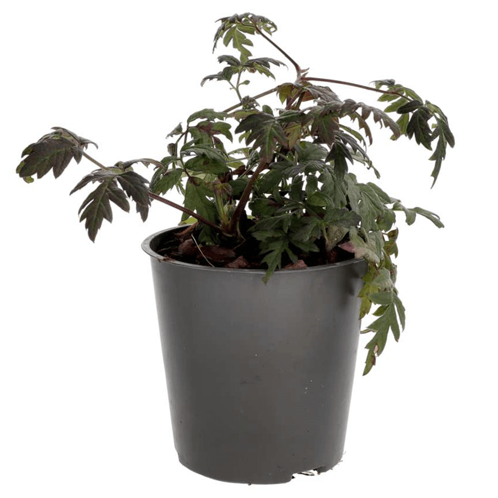 Thornless Bramble
