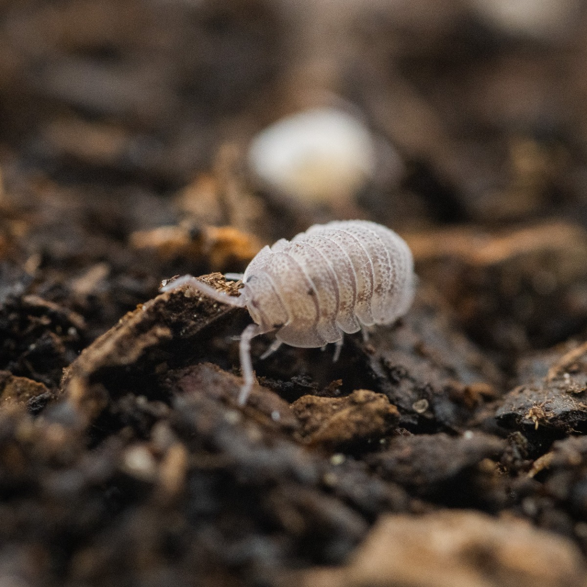 Swell Live Mini Speckled Woodlice
