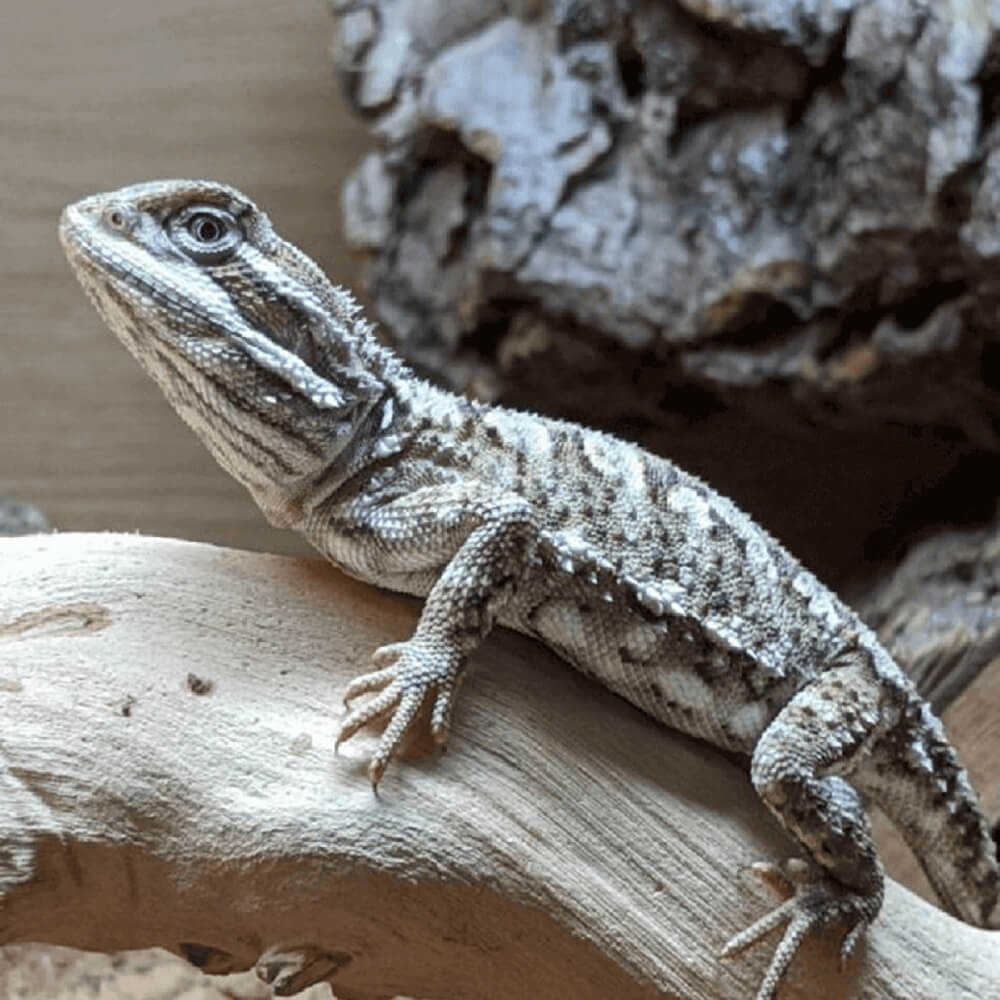 Rankin's dragon, Pogona henrylawsonii