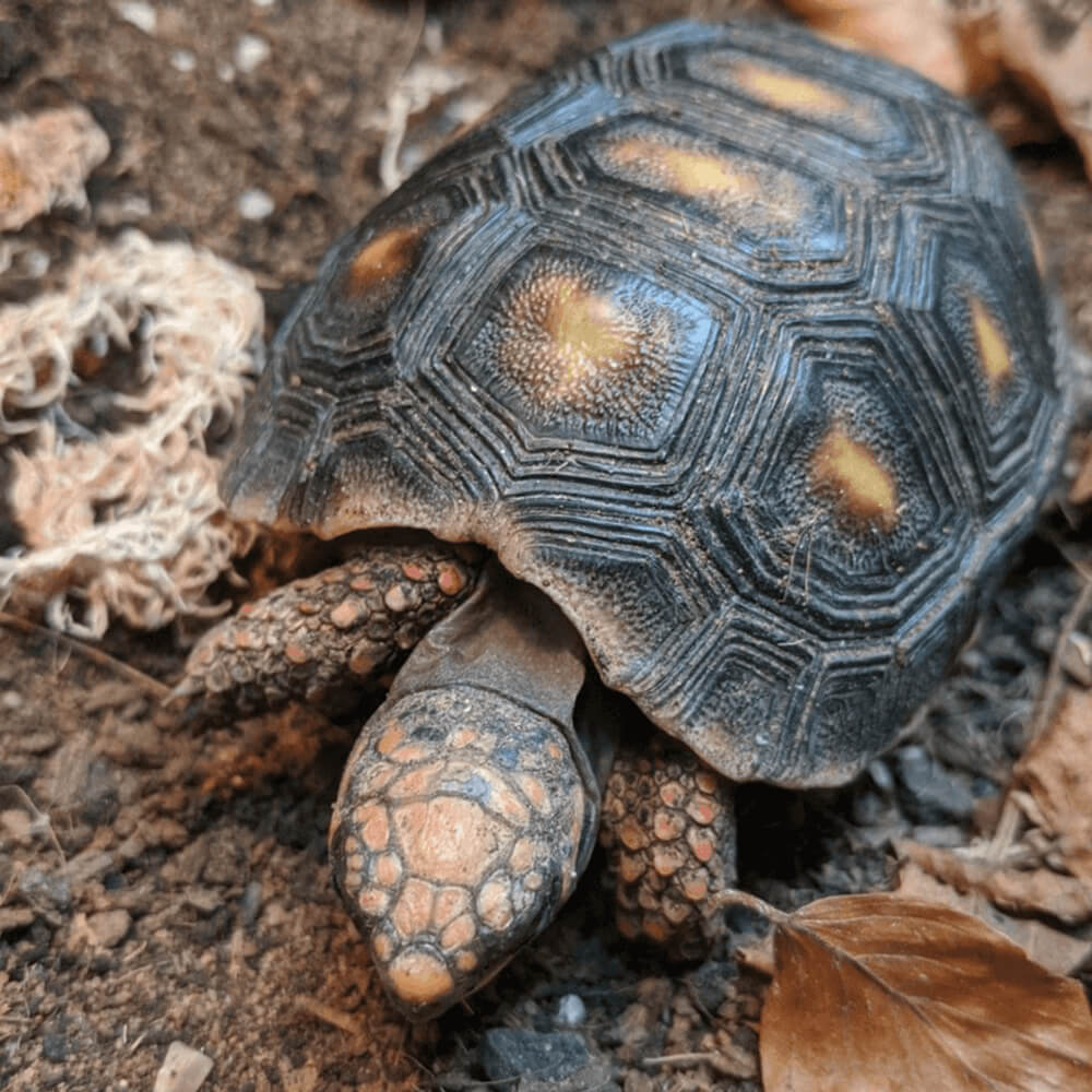 Redfoot tortoise, Chelonoidis carbonaria