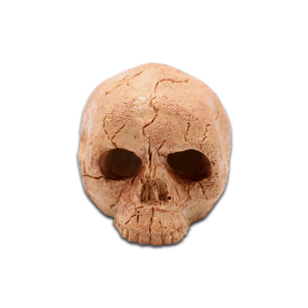 The Spider Shop Skulls