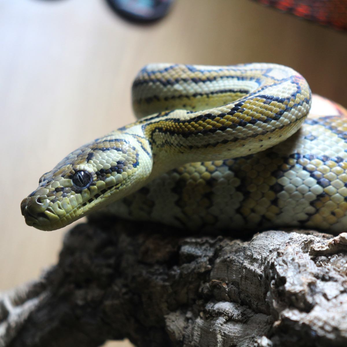 Coastal carpet python, Morelia spilota mcdowelli