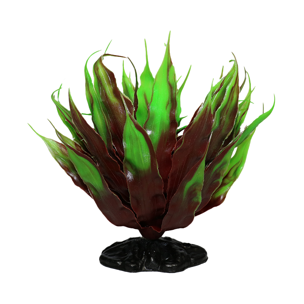 Swell Cactus Plant
