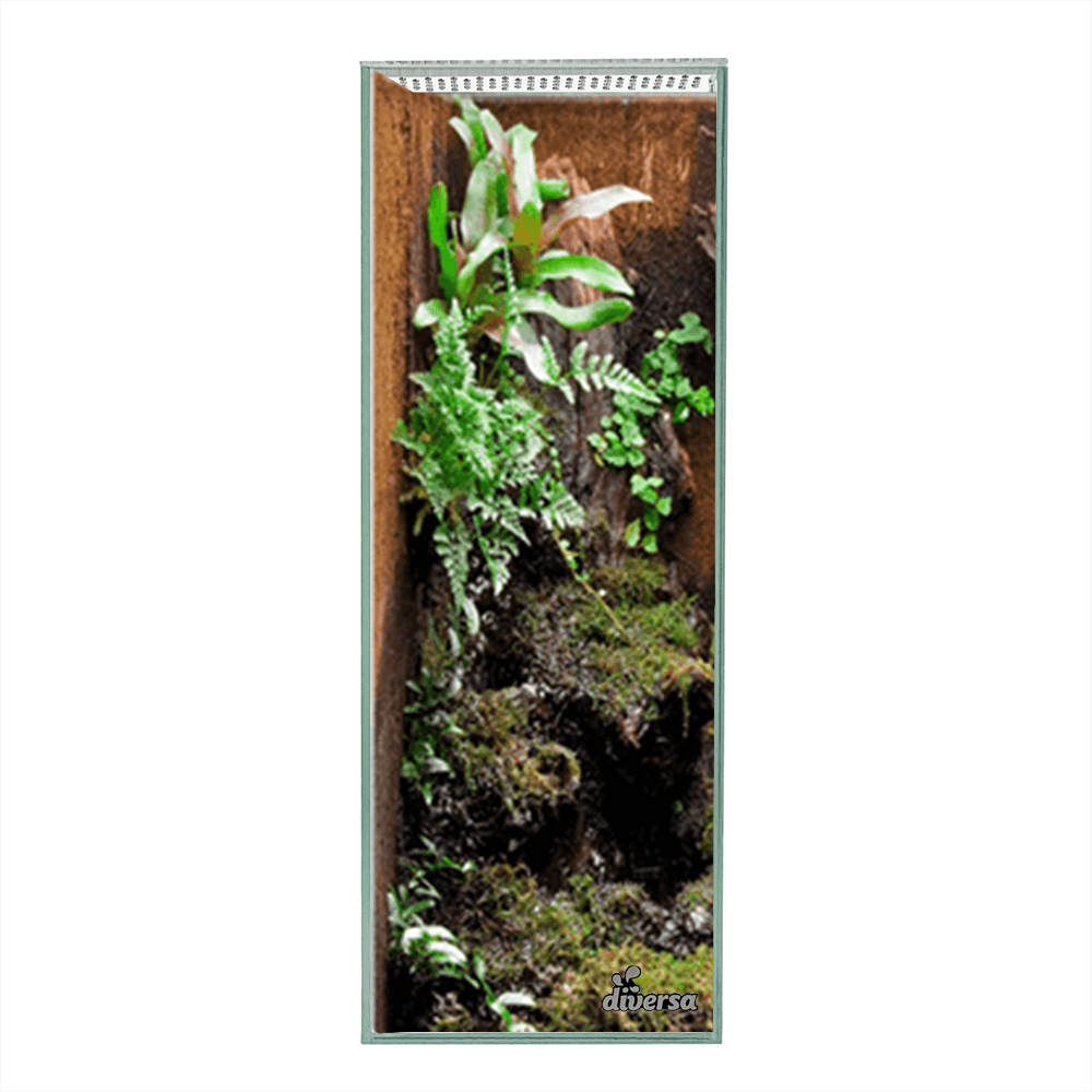 Diversa Mantis Terrarium