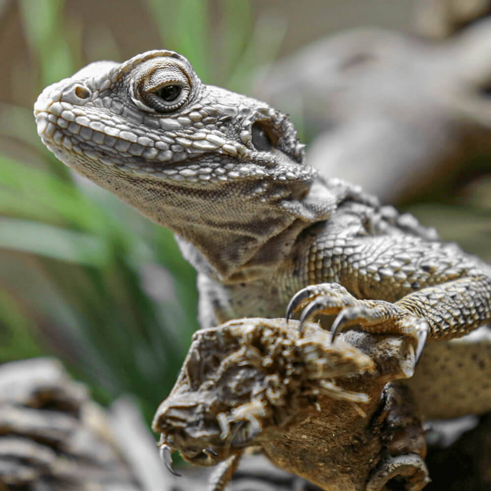 Starred agama, Stellagama stellio
