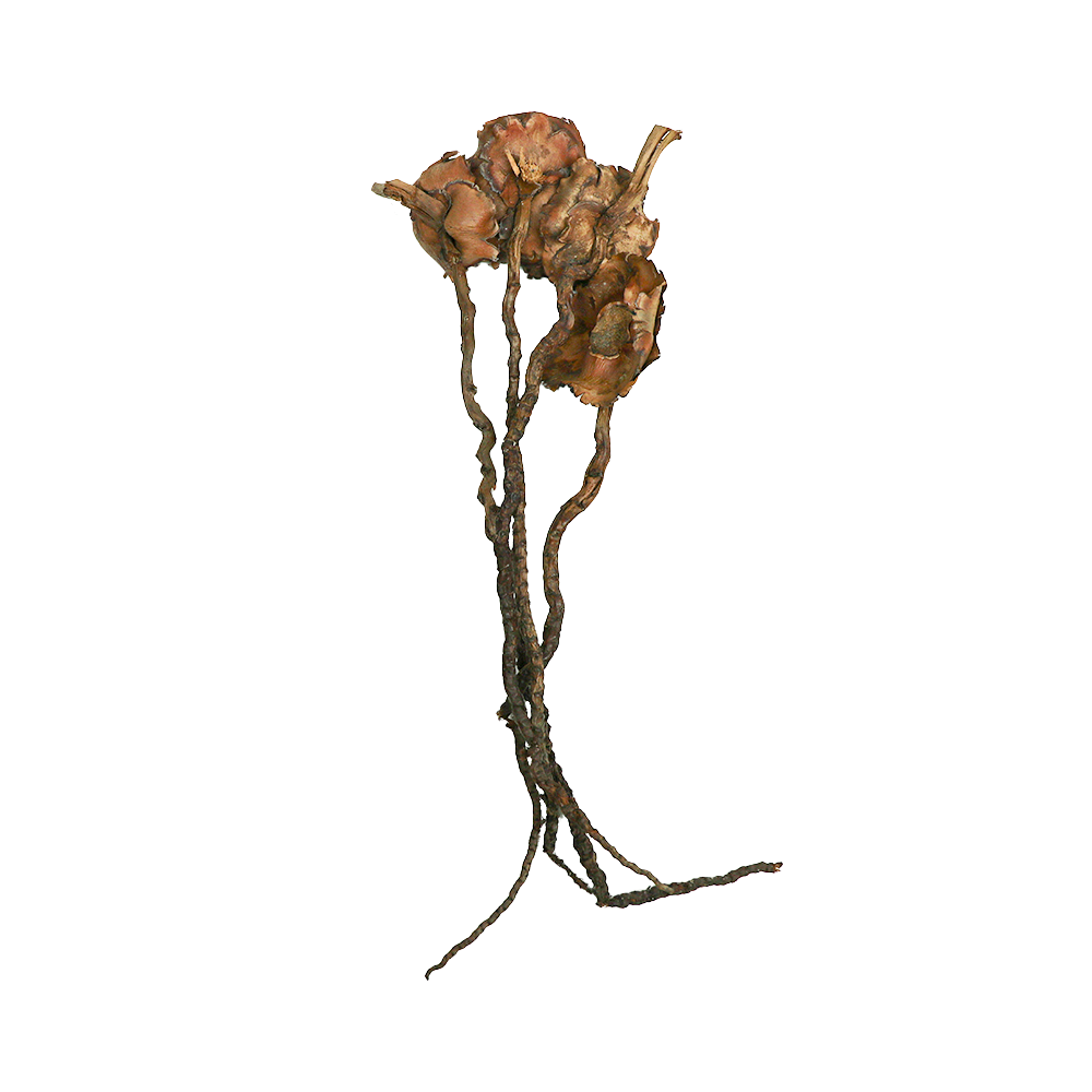 Swell Coconut Flower Stem