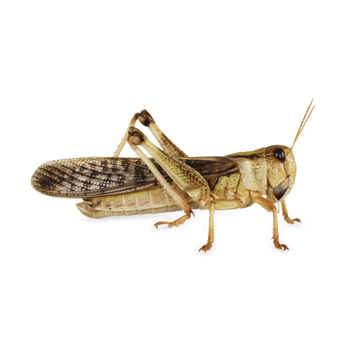 Swell Live Locusts Pre-Pack