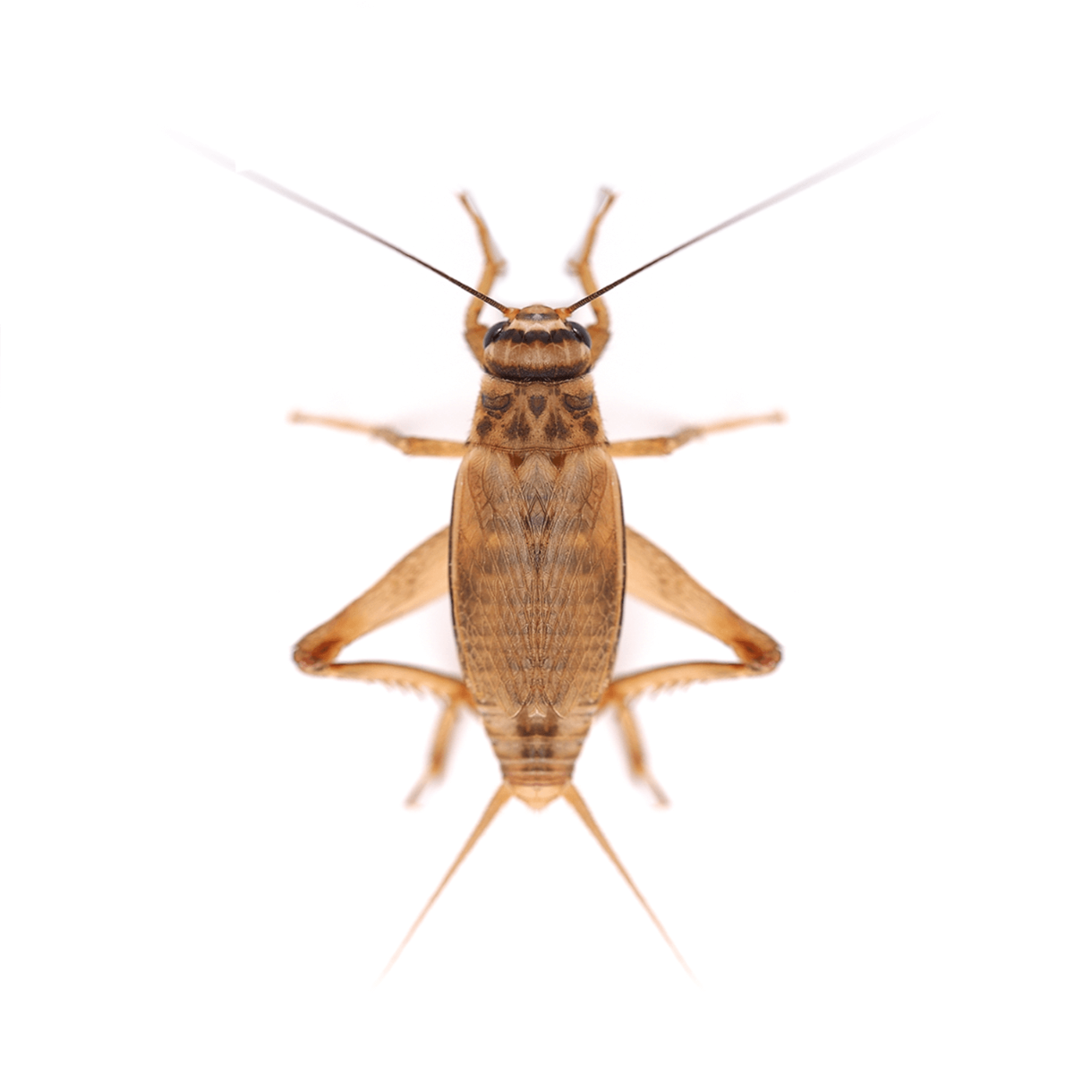 Swell Live Silent Brown Crickets Pre-Pack