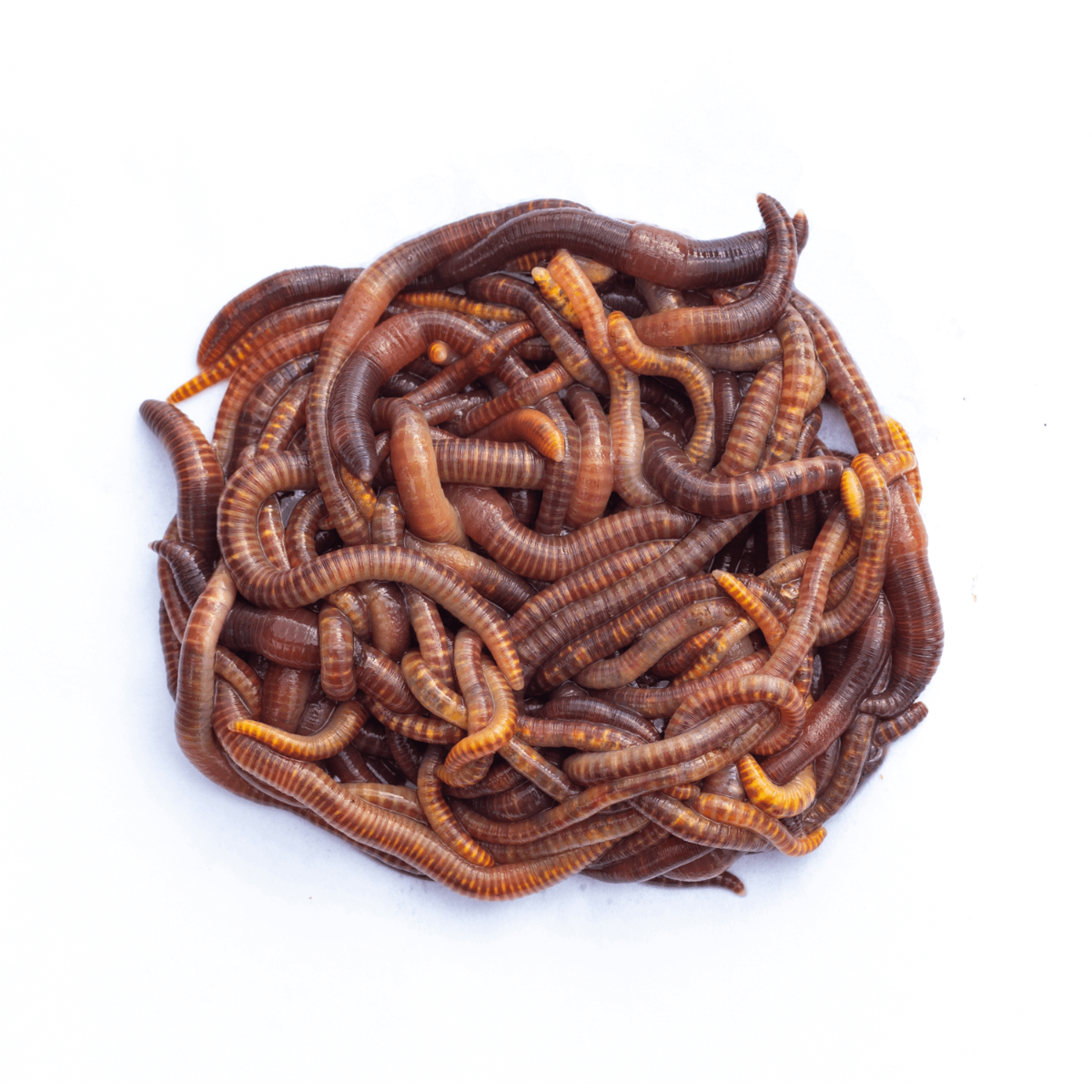 50-75mm - Approx. Qty 35 Dendrobaena Earthworms
