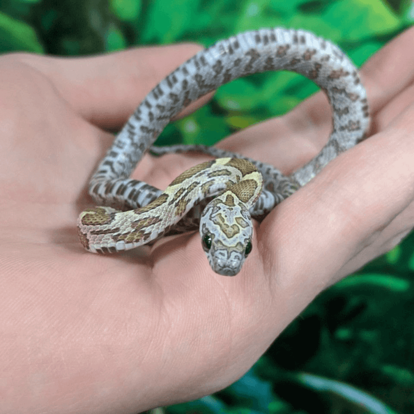 Honey corn snake, Pantherophis guttatus
