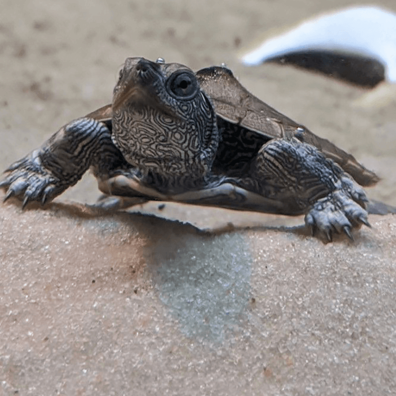 Mississippi map turtle, Graptemys pseudogeographica kohni