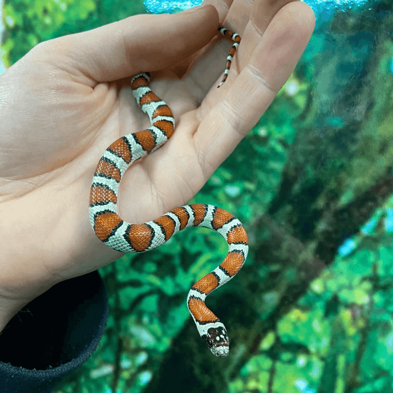 Nuevo leon king snake, Lampropeltis mexicana thayeri