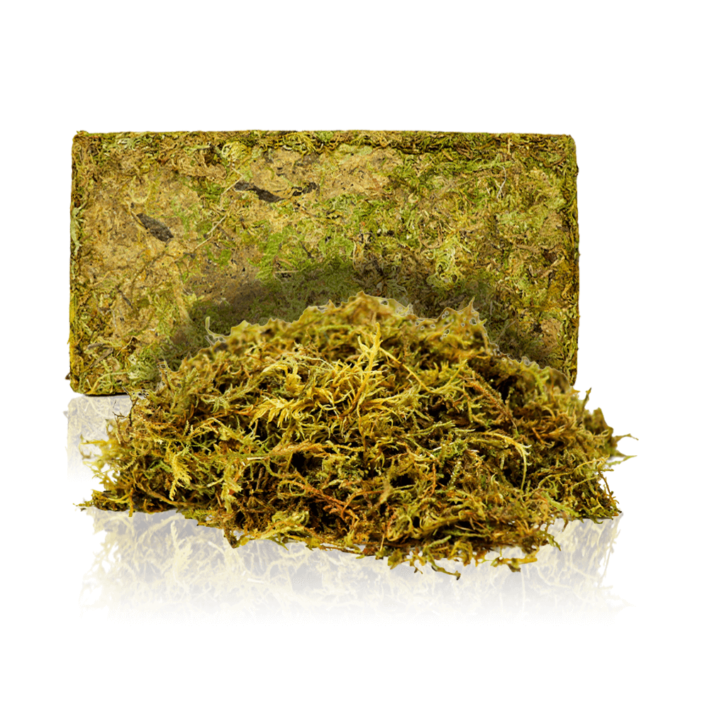 Swell Terrarium Moss