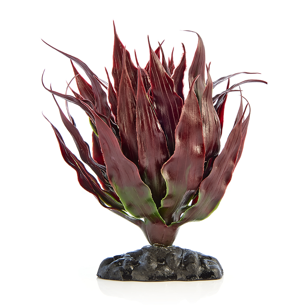 Swell Red Cactus Plant