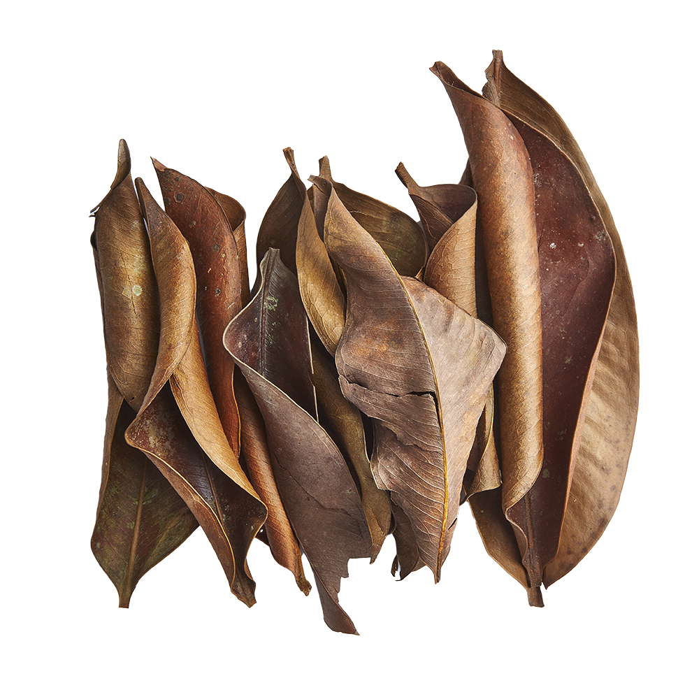 Swell Mangus Leaves