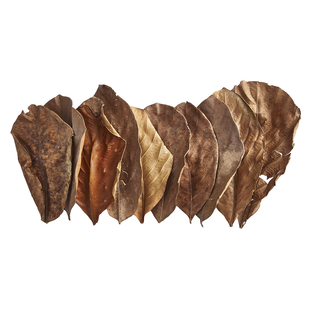 Swell Jack Fruit Leaves