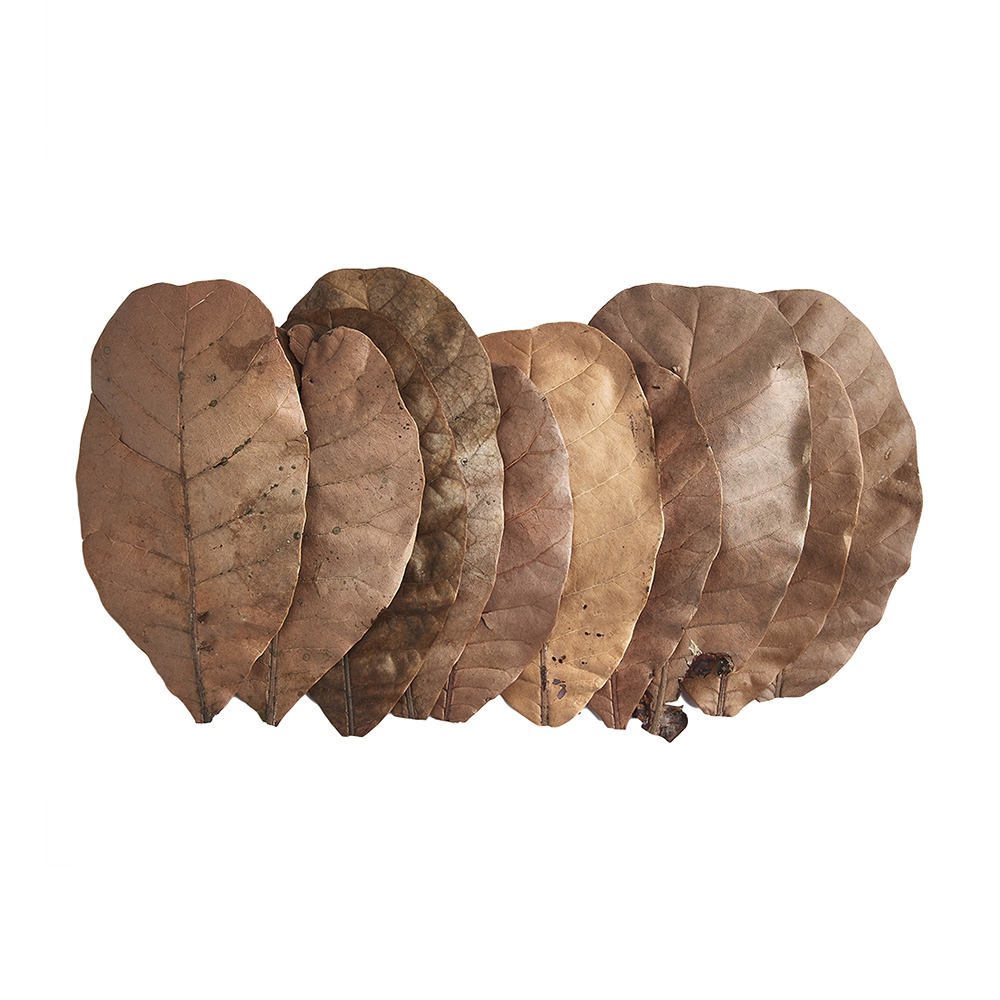 Swell Cashew Leaves