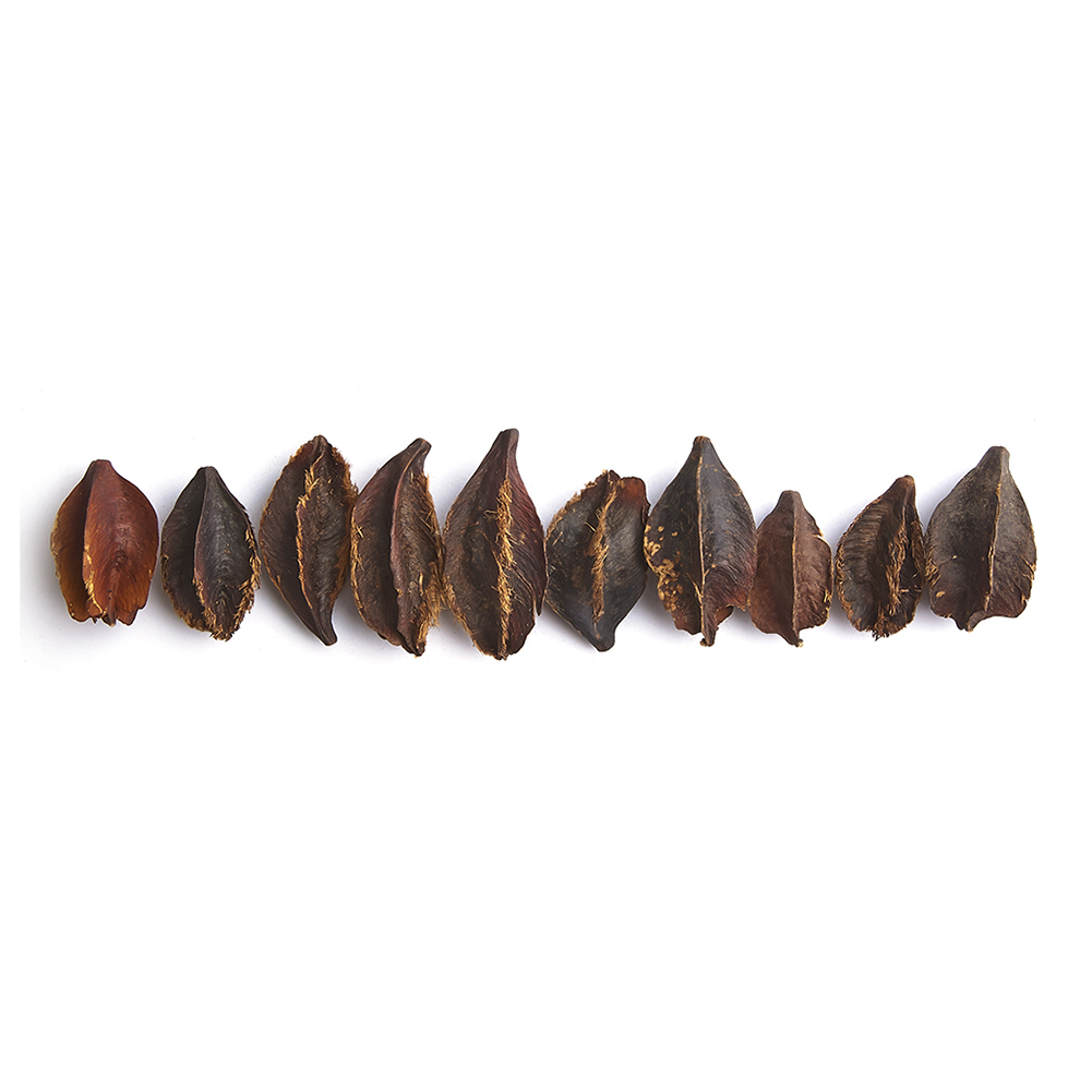 Swell Kumbuk Tree Pods
