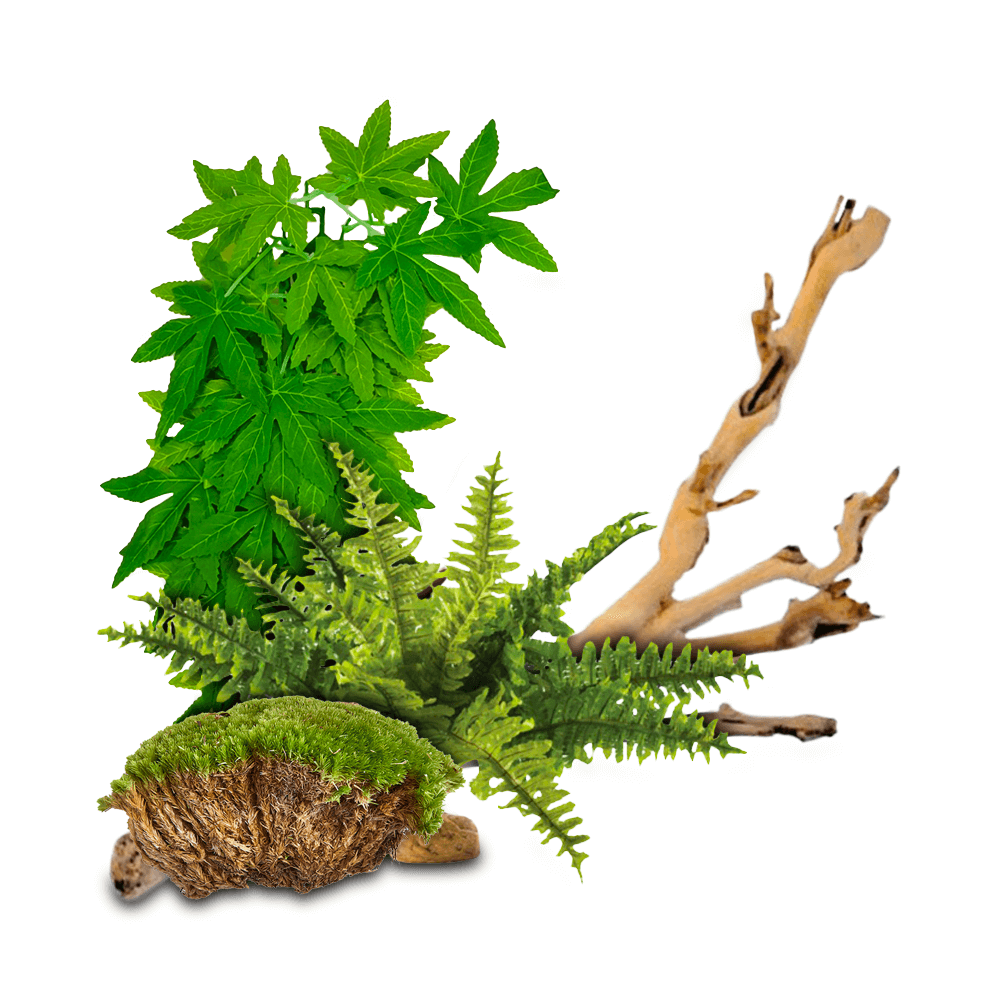 Swell Forest Reptile Bundles