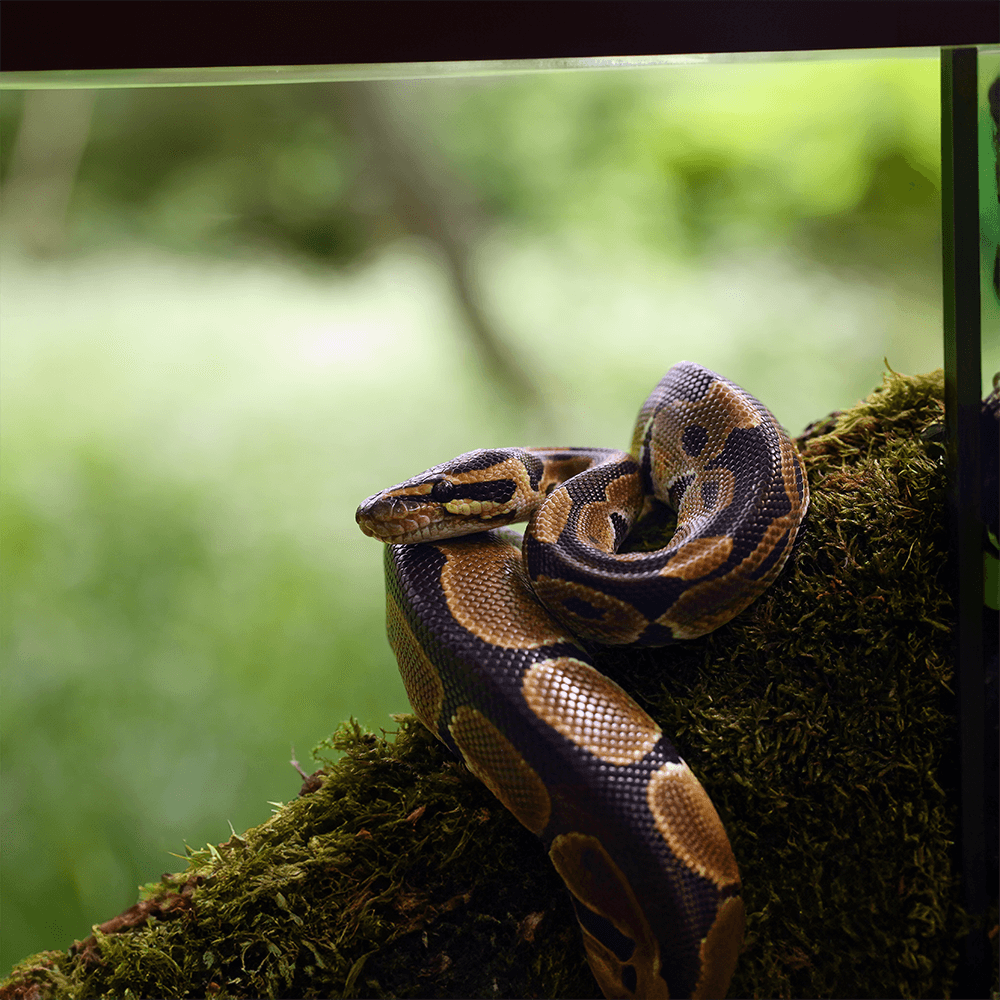Royal Python Starter Kit Installation