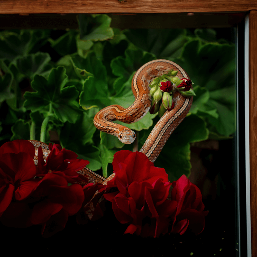 Corn Snake Starter Kit Installation
