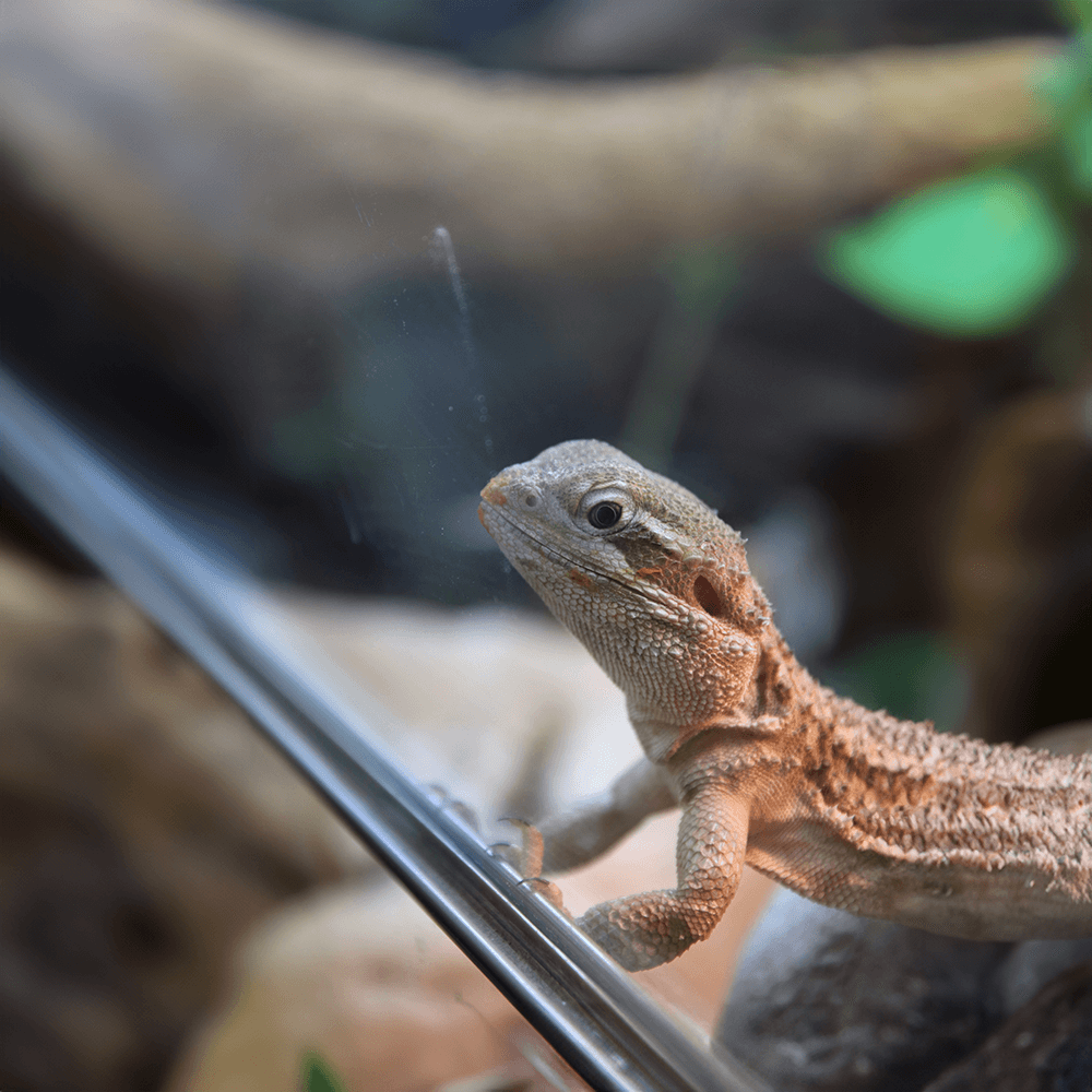 Rankin's Dragon Starter Kit Installation