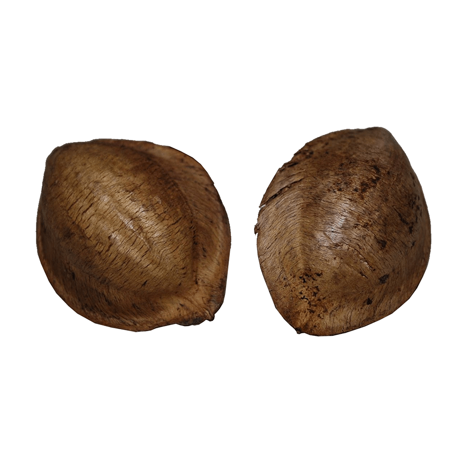 Swell Dried Indian Almond Catappa Nuts