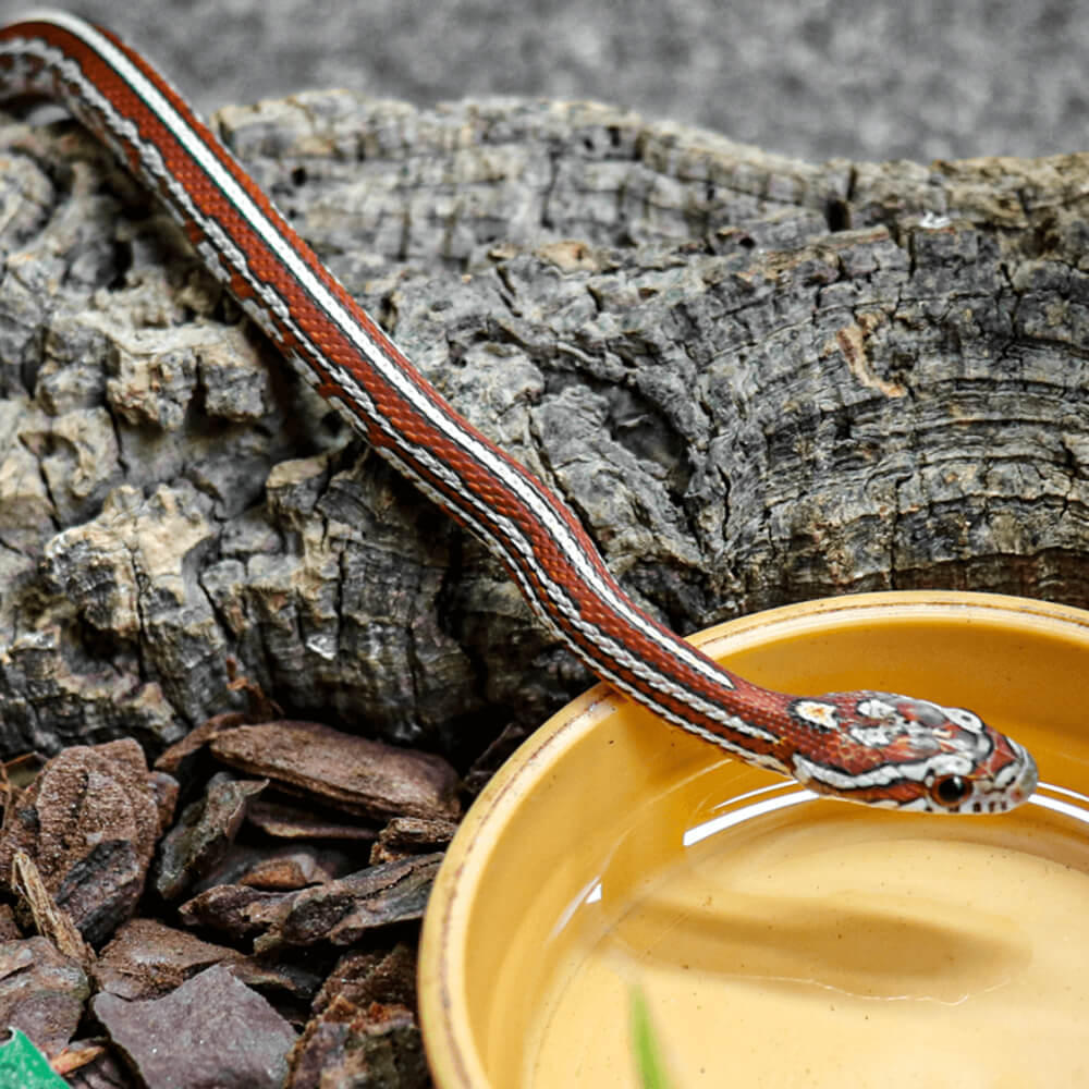 Tessera corn snake, Pantherophis guttatus