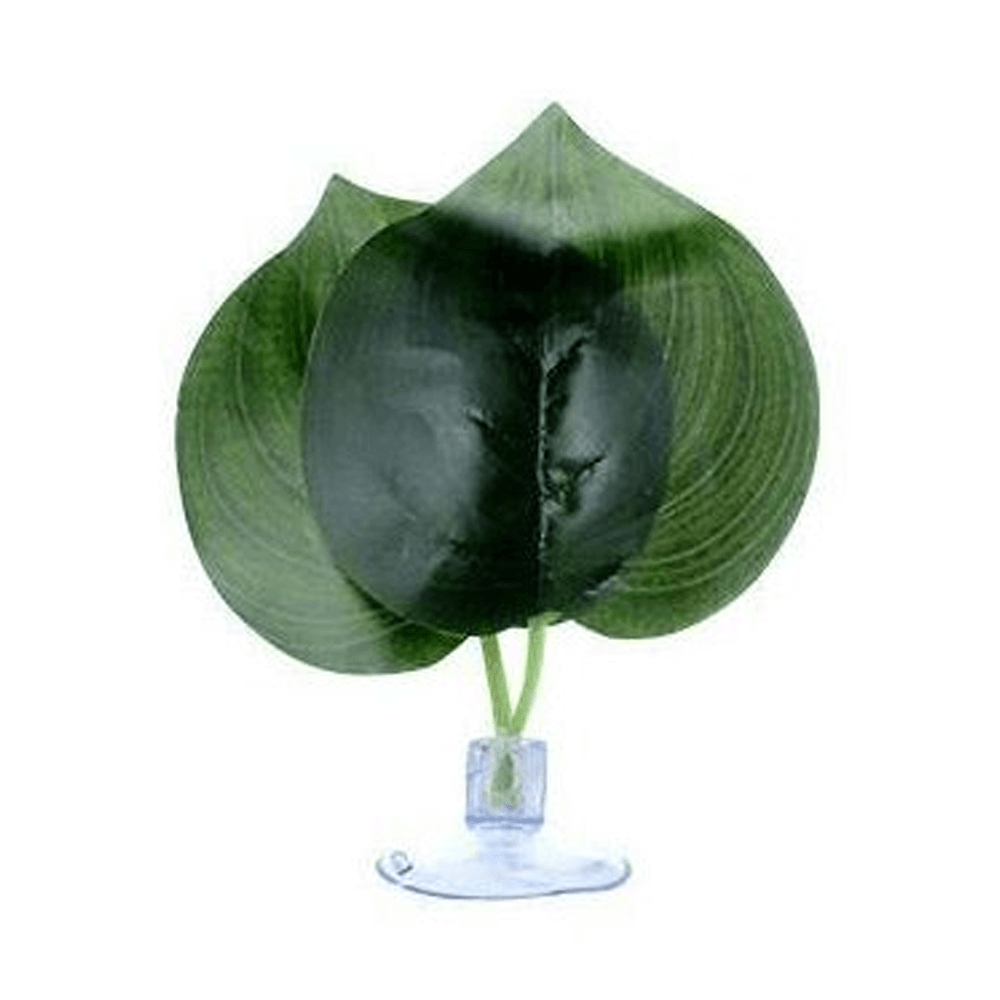 The Spider Shop Micro Plant