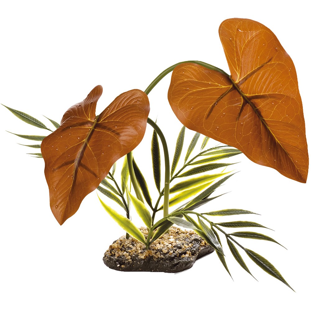 Komodo Rainforest Canopy Plant