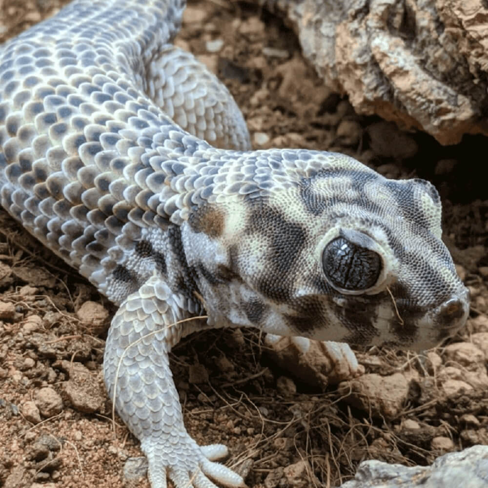 Wonder Gecko, Teratoscincus scincus