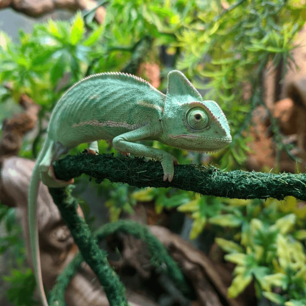 Yemen chameleon, Chamaeleo calyptratus