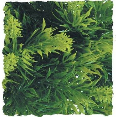 Zoo Med Malaysian Fern