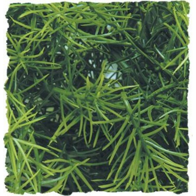 Zoo Med Casuarina