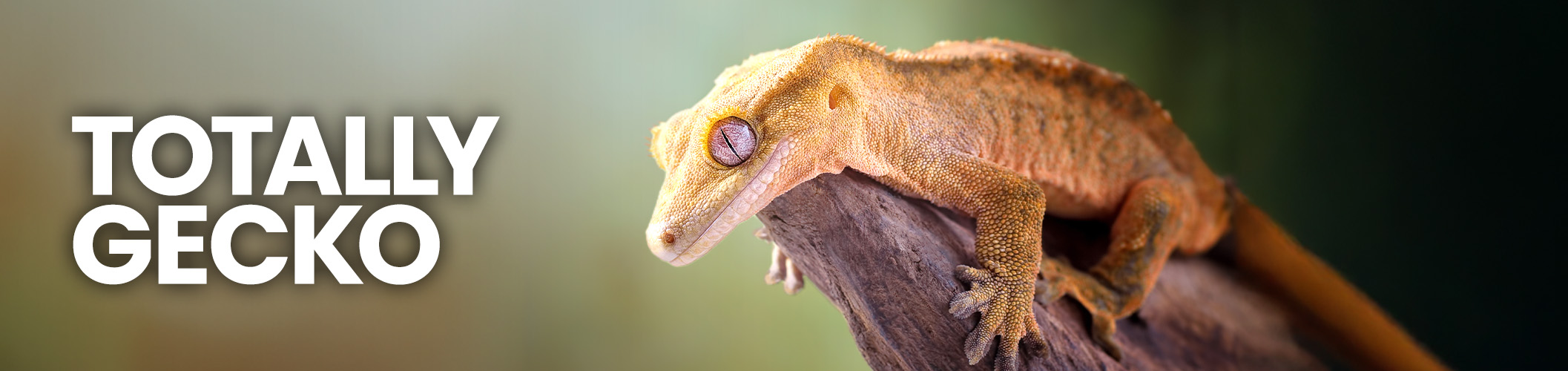 Crested gecko in crested gecko tank resting on a branch in a grecko vivarium with gecko food and crested gecko food