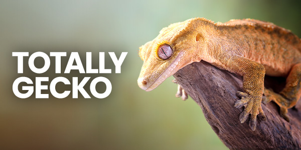 Crested gecko in crested gecko tank resting on a branch in a grecko vivarium with gecko food and crested gecko food