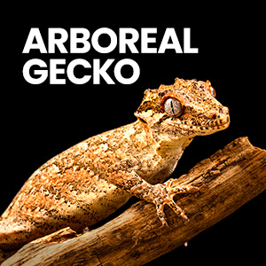 Gargoyle gecko resting on a branch in a crested gecko enclosure vivarium, with gecko decor, gecko lights, and gecko food