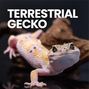 Smiling leapord gecko in a wooden vivarium with gecko lights, gecko decor, gecko heater, gecko substrate, and gecko food