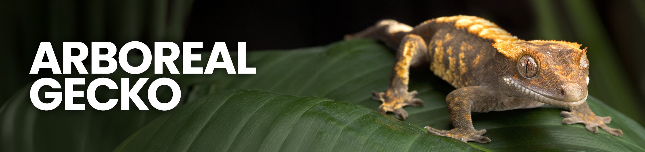 Crested gecko resting on gecko decor in a crested gecko tank vivarium with gecko lights, gecko substrate, and gecko food