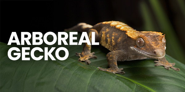 Crested gecko resting on gecko decor in a crested gecko tank vivarium with gecko lights, gecko substrate, and gecko food