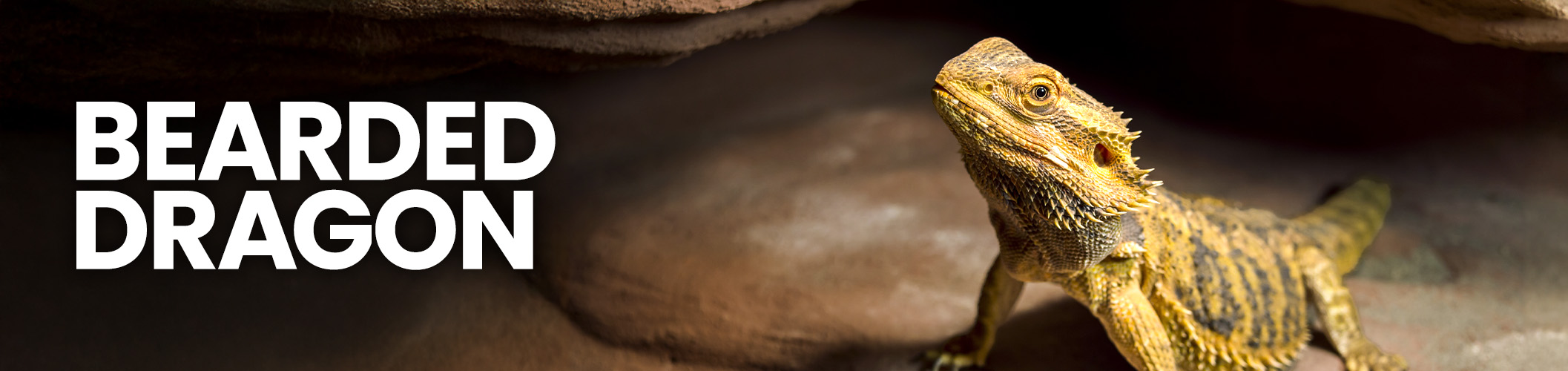 A golden Bearded Dragon in a Bearded Dragon vivarium basking under a UVB light for Bearded Dragons.