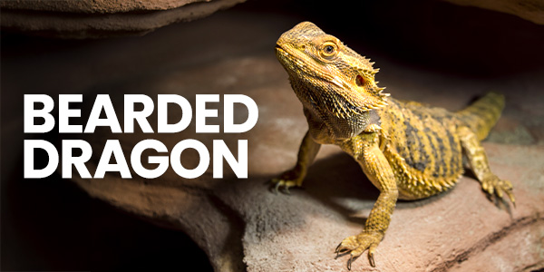 A golden Bearded Dragon in a Bearded Dragon vivarium basking under a UVB light for Bearded Dragons.