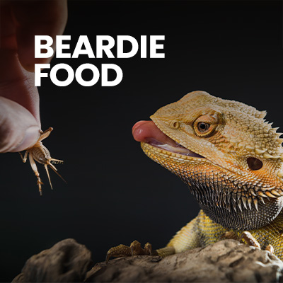 Bearded Dragon eating a live insect, nutritious Bearded Dragon Food food, healthy Bearded Dragon diet.