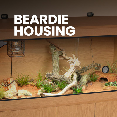 Bearded Dragon Setup that includes a vivarium and Bearded Dragon Accessories - the perfect Bearded Dragon Starter Kit.