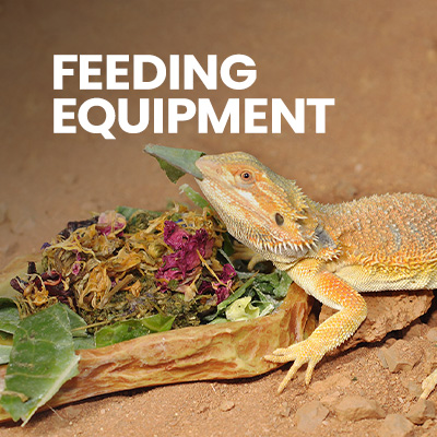 Food dish for Bearded Dragon, essential feeding equipment for delivering healthy Bearded Dragon Diet.