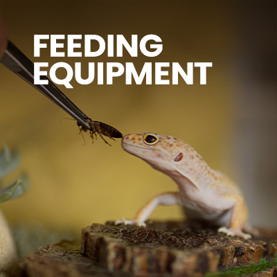 Tongs feeding live insect to leopard gecko in leopard gecko tank, suitable for leapord gecko, crested gecko, and more gecko