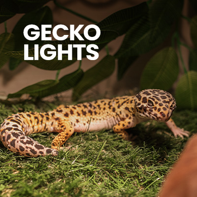 Leopard gecko in leopard gecko setup with gecko substrate and other gecko decor, plus gecko lights for added UVB benefit